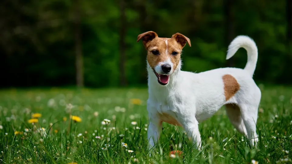 Jack Russell Terrier